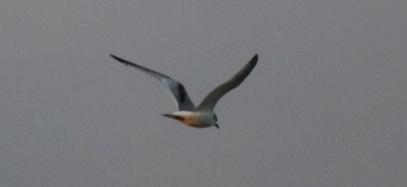 krykkje - ML645748107