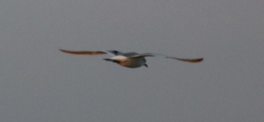 krykkje - ML645748108