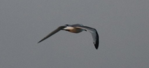 krykkje - ML645748109