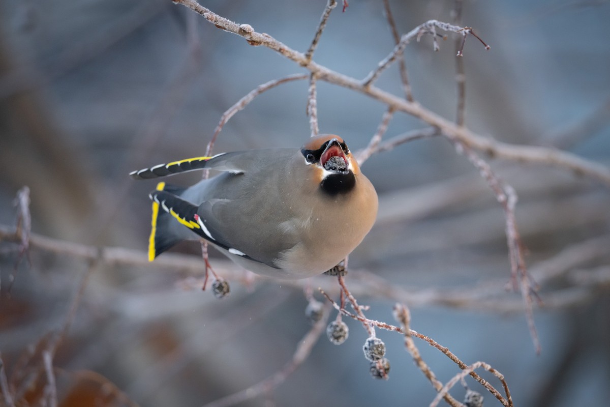 Seidenschwanz - ML645748112