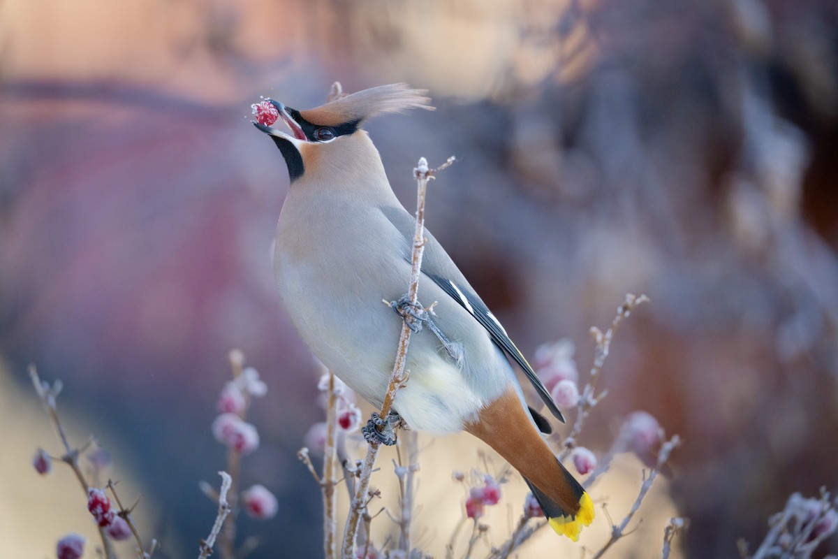 Seidenschwanz - ML645748113