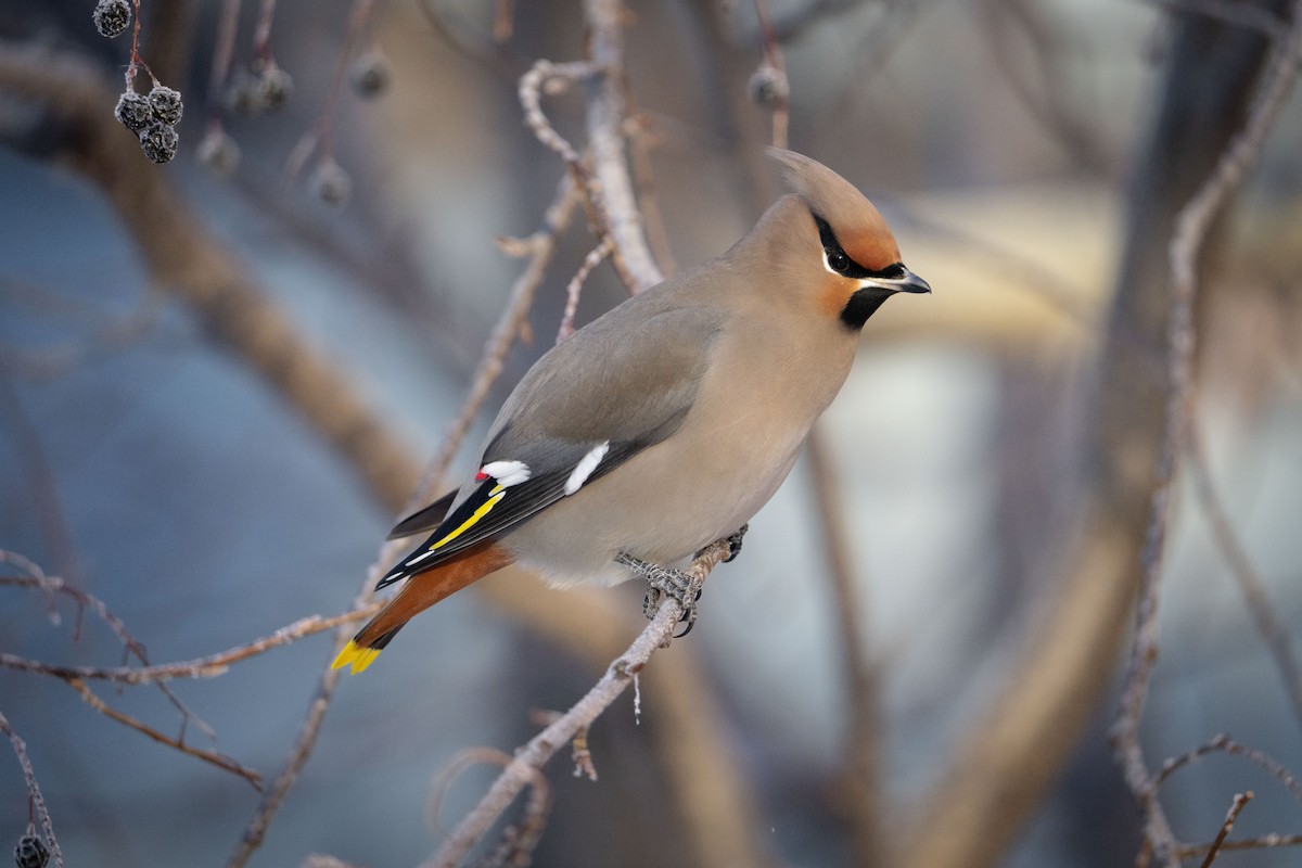 Seidenschwanz - ML645748114