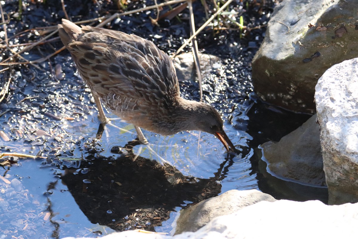 Clapper Rail - ML645748131
