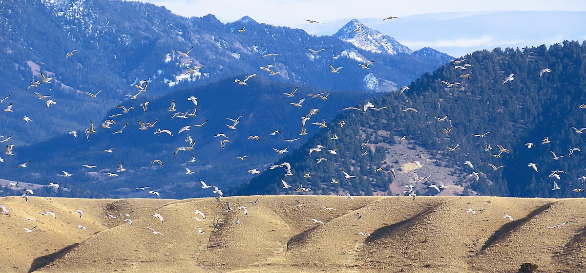 Ring-billed Gull - ML645748138