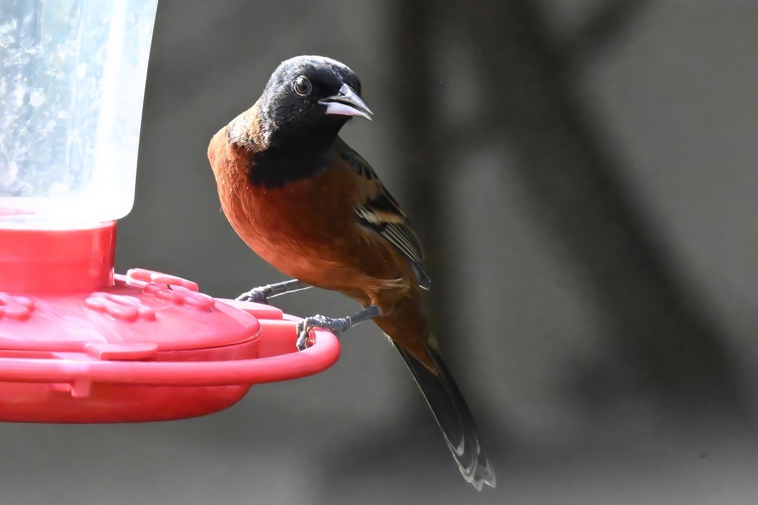 Orchard Oriole - ML645748139