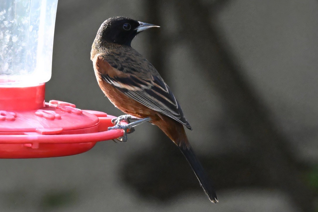 Orchard Oriole - ML645748140
