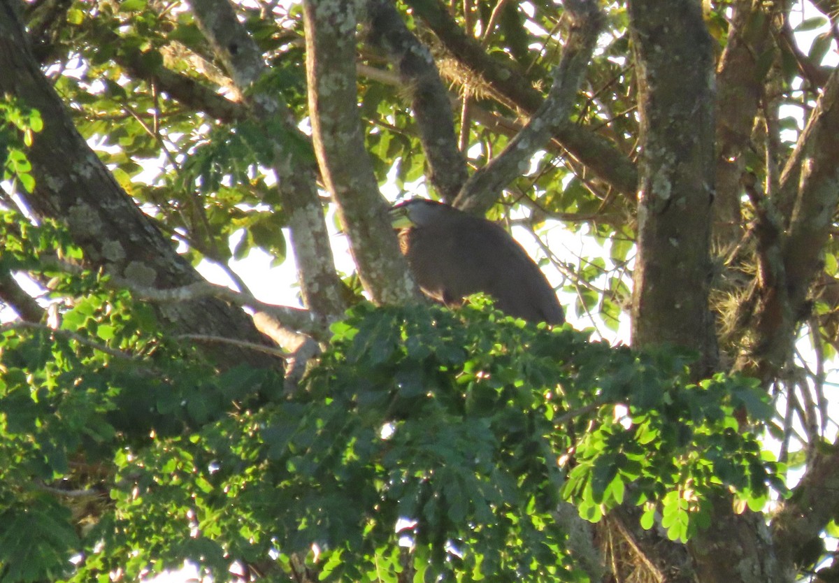 Bare-throated Tiger-Heron - ML645748141