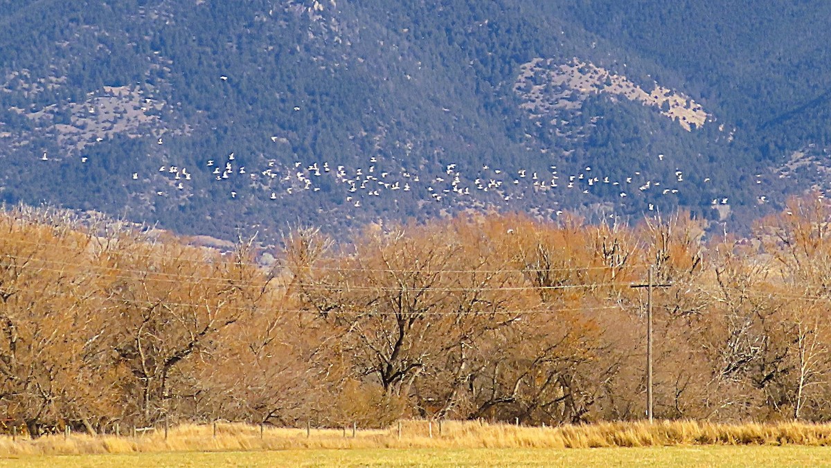 Ring-billed Gull - ML645748142