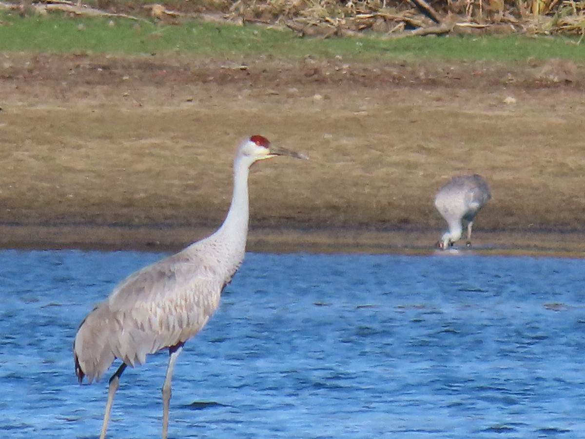 Kanadakranich - ML645748143