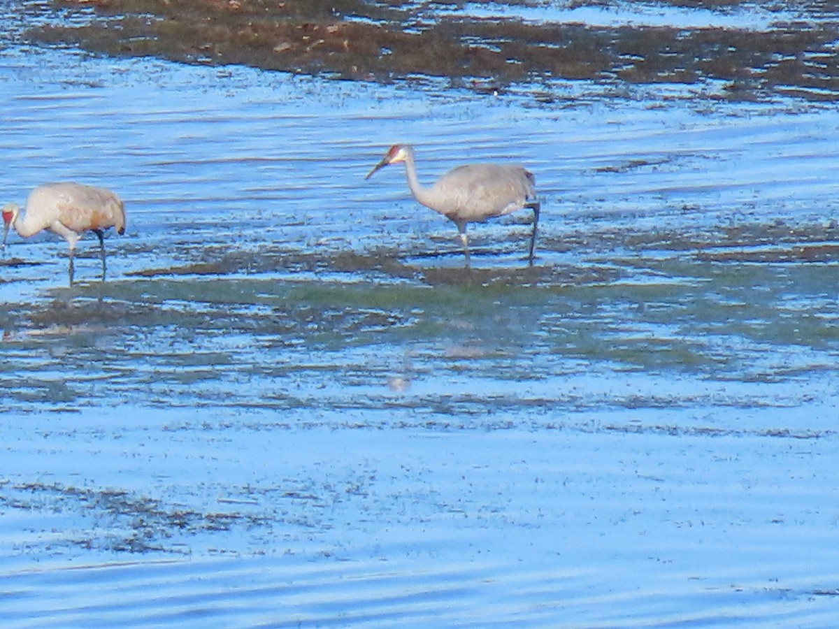 Kanadakranich - ML645748144