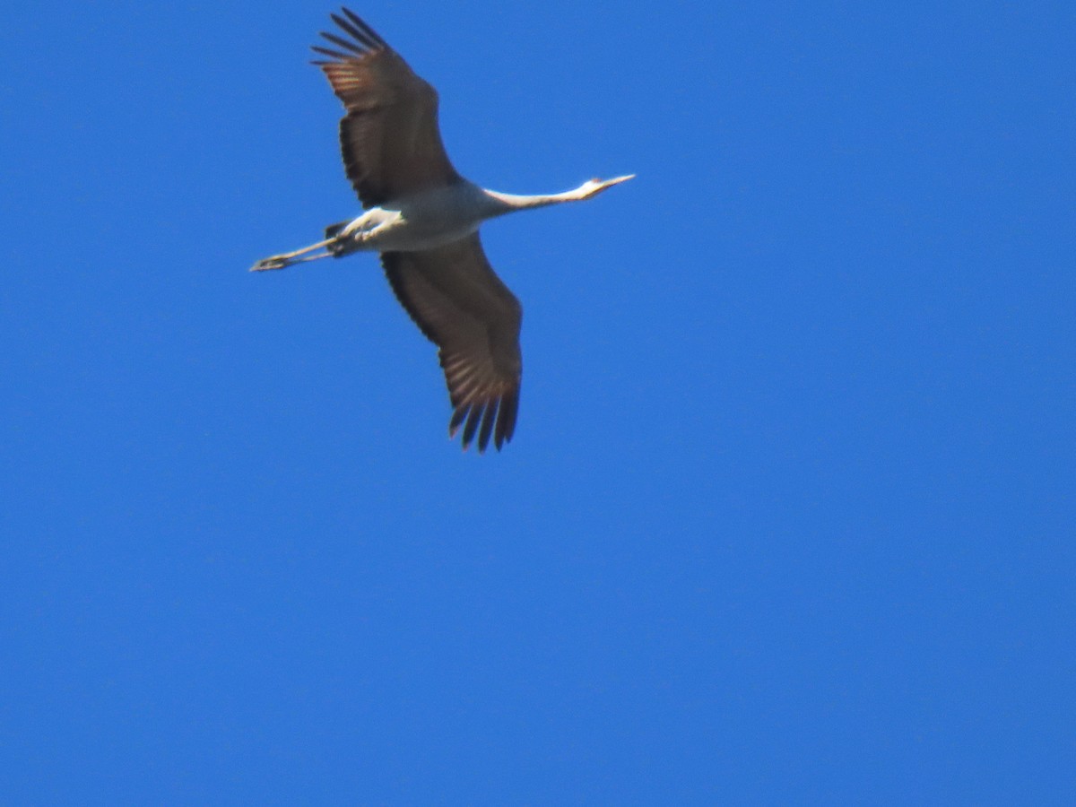 Kanadakranich - ML645748145