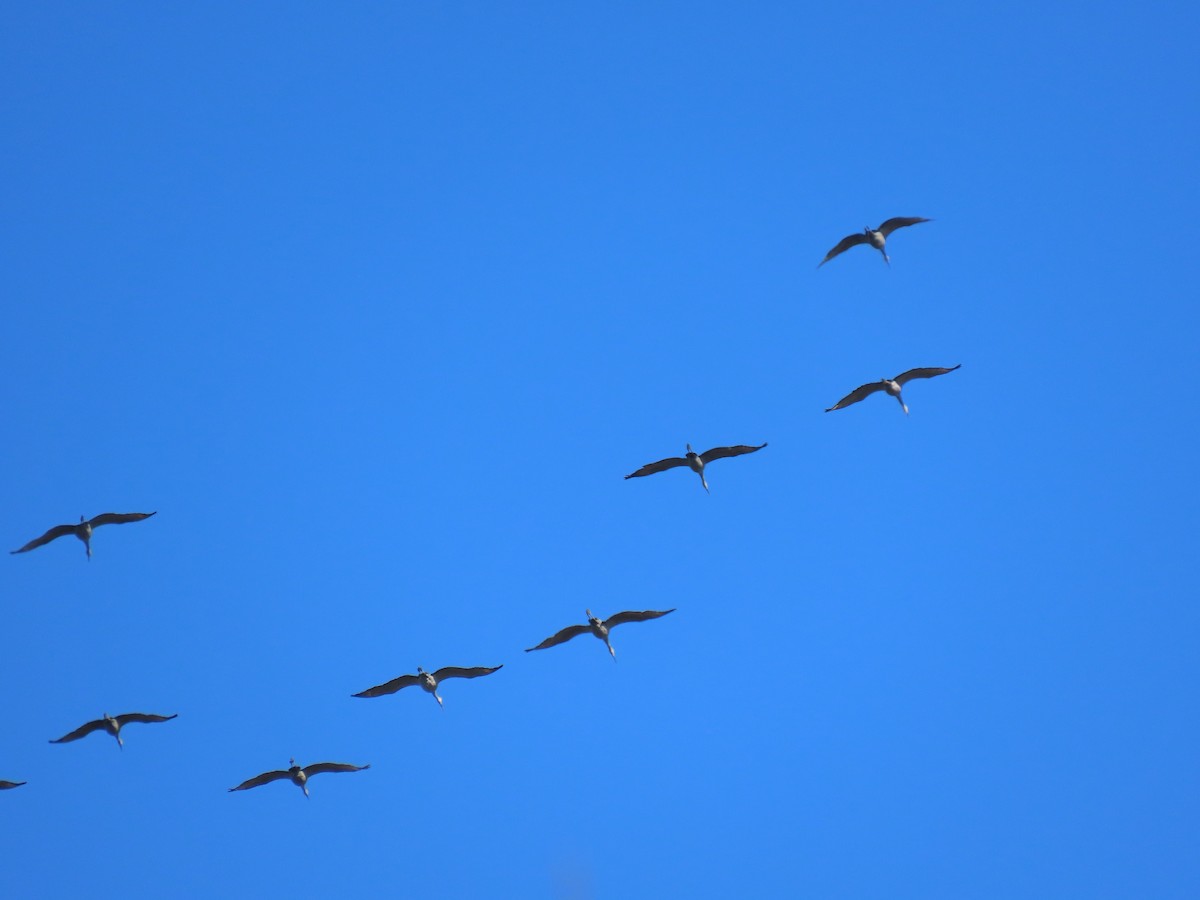 Kanadakranich - ML645748146