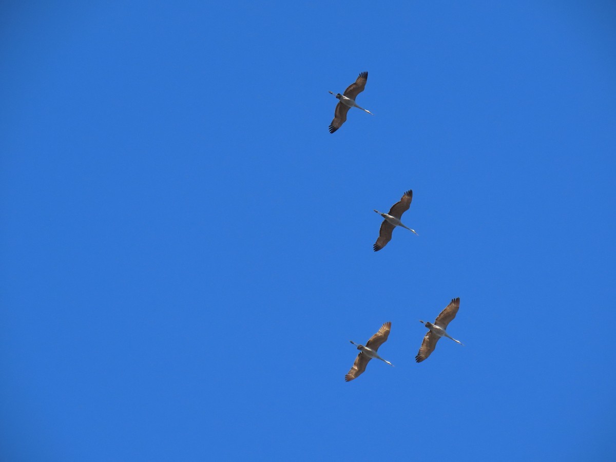 Kanadakranich - ML645748147