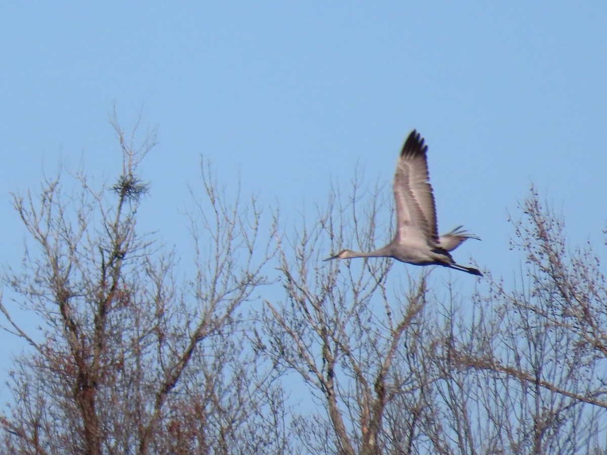 Kanadakranich - ML645748148