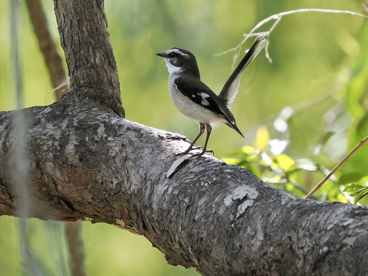 Augenstreifschnäpper - ML645748149