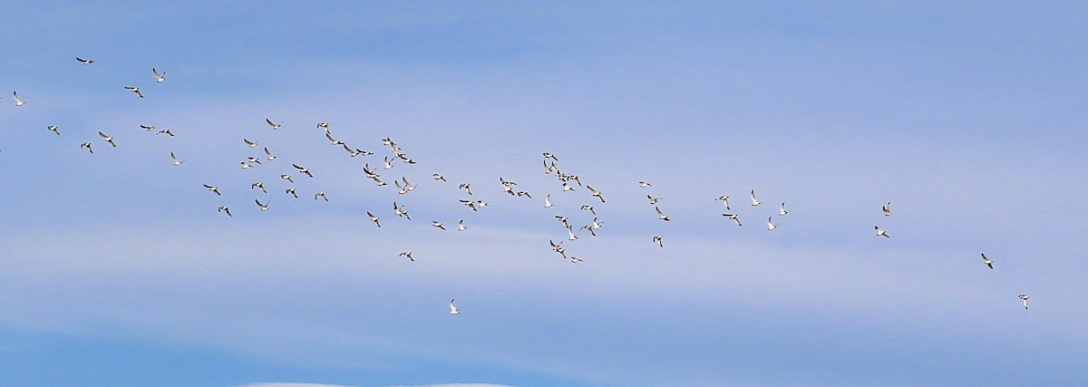 Ring-billed Gull - ML645748150