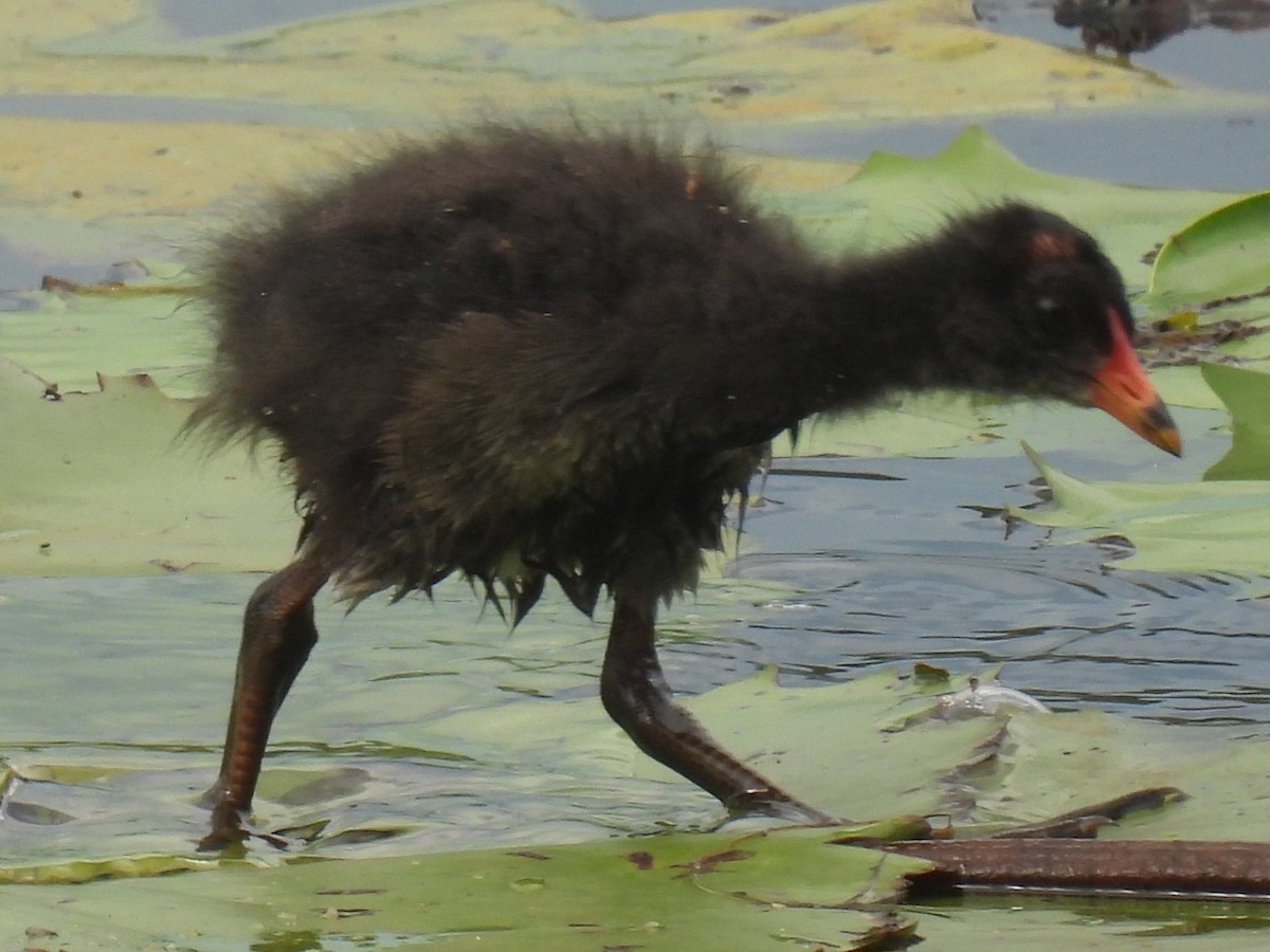 Papuateichhuhn - ML645748151