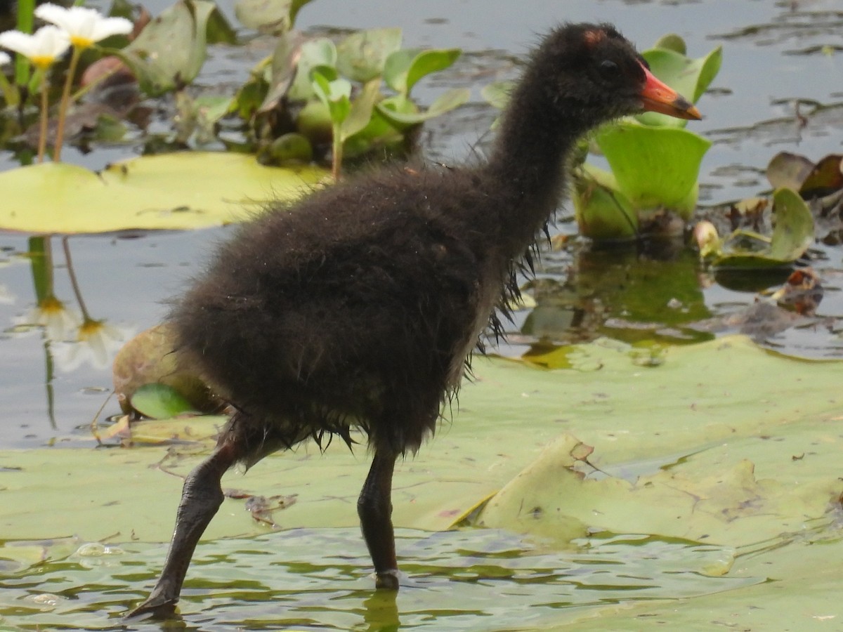 Papuateichhuhn - ML645748152