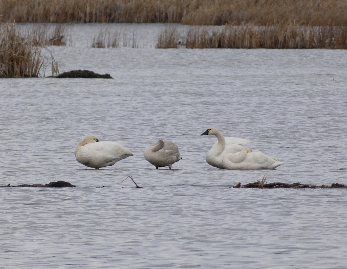 Tundra Swan - ML645748153