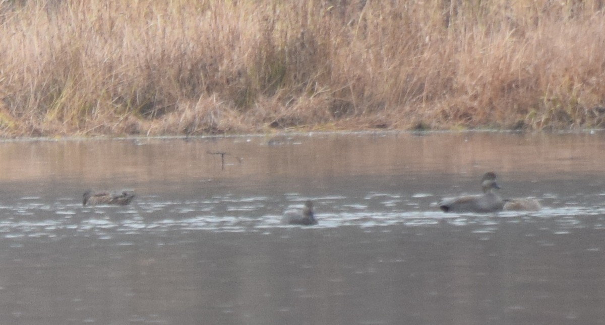 Schnatterente - ML645748155