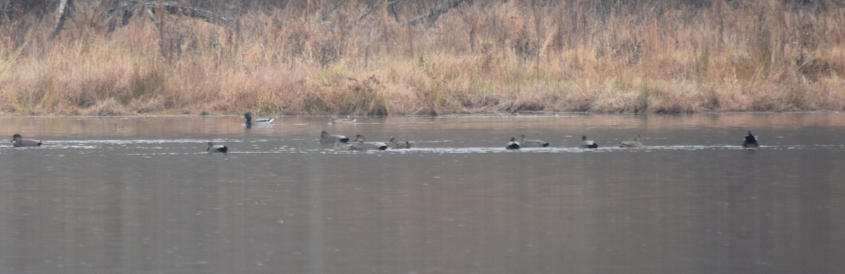 Schnatterente - ML645748156