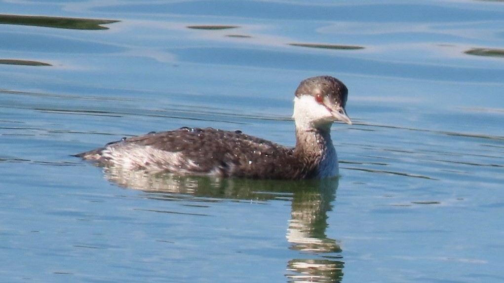 Ohrentaucher - ML645748157