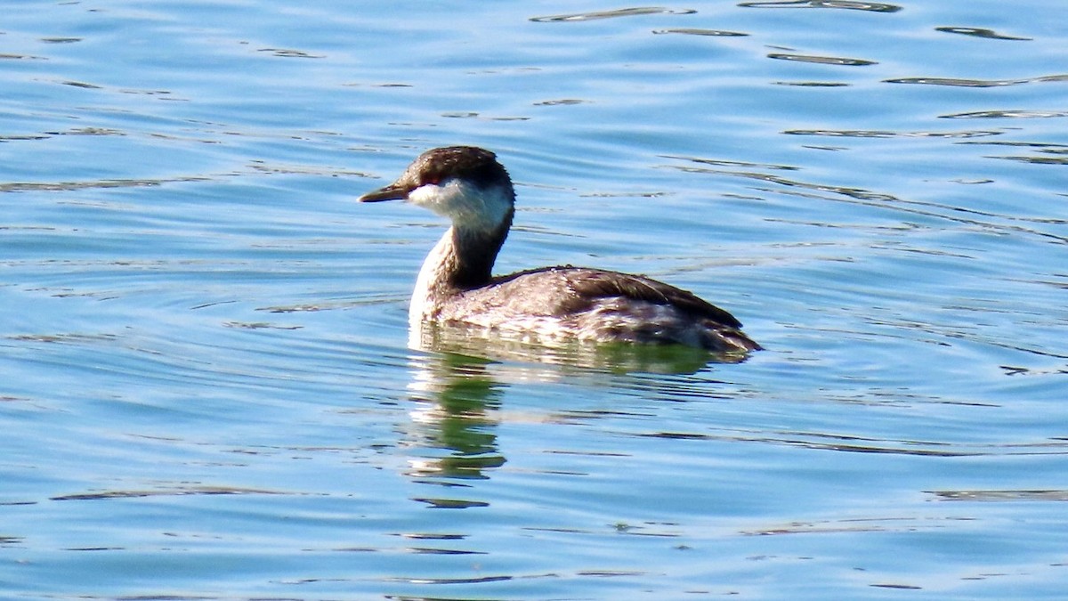 Ohrentaucher - ML645748158