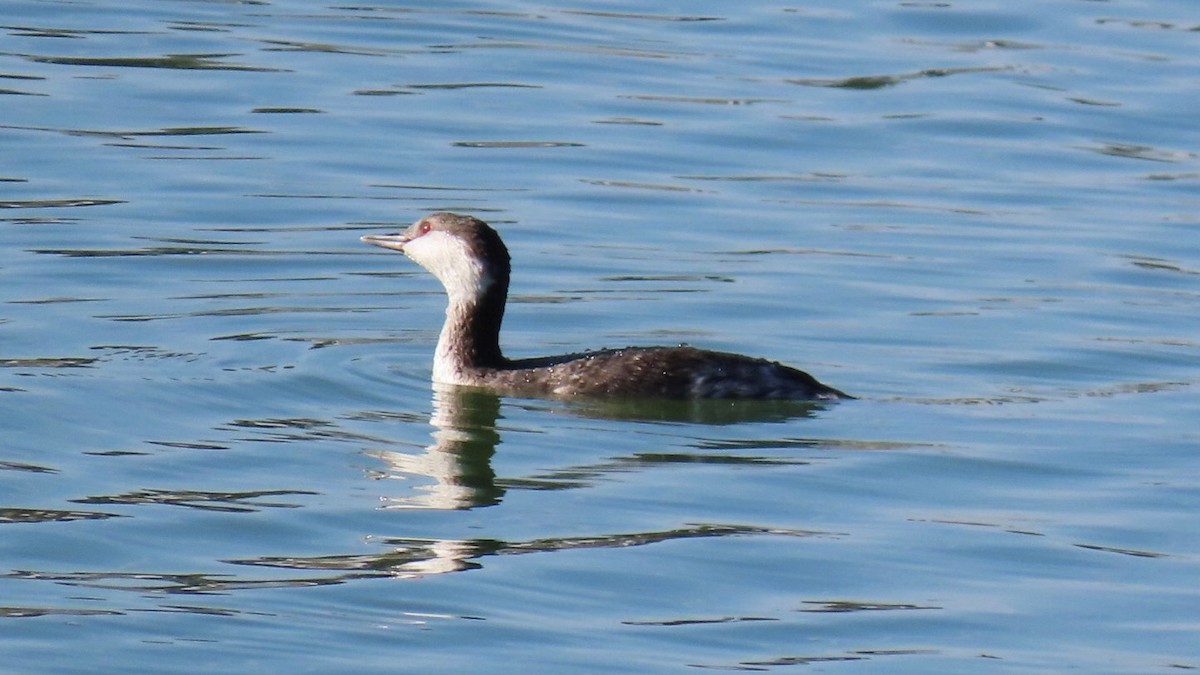 Ohrentaucher - ML645748159