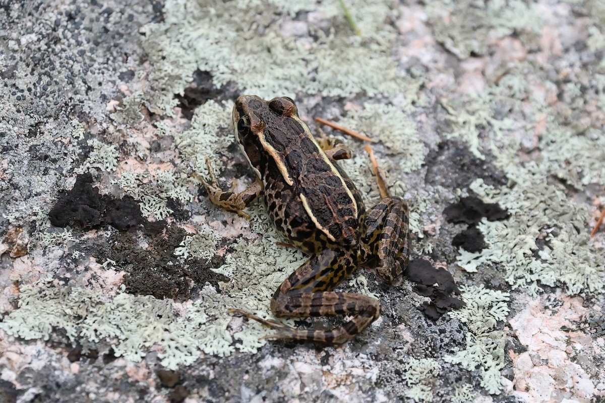 Animals - ML645748161