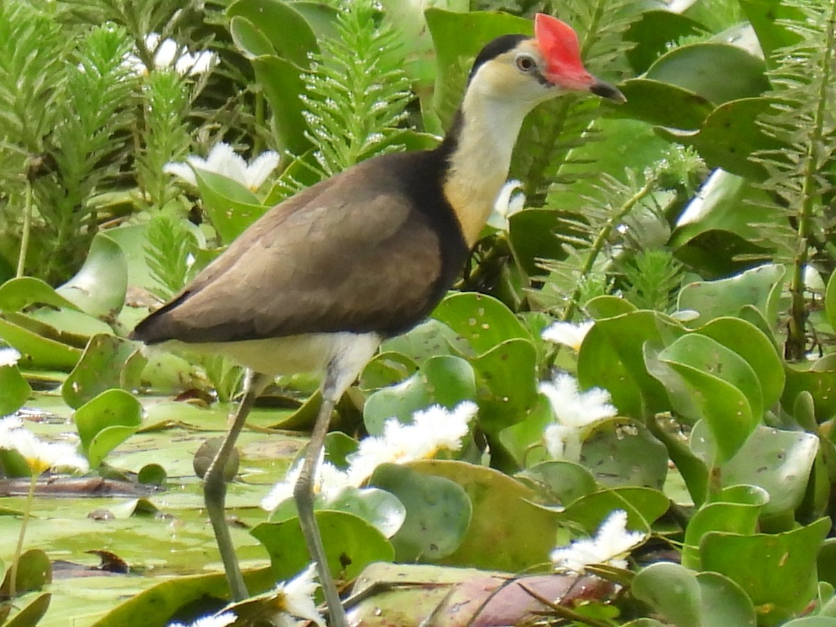 Kammblatthühnchen - ML645748163