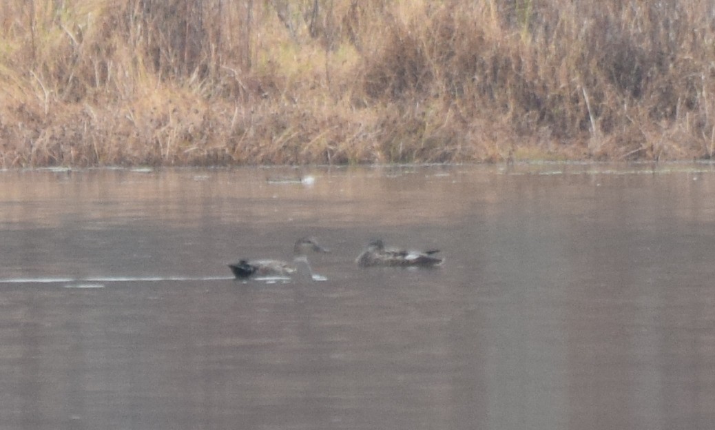 Schnatterente - ML645748164