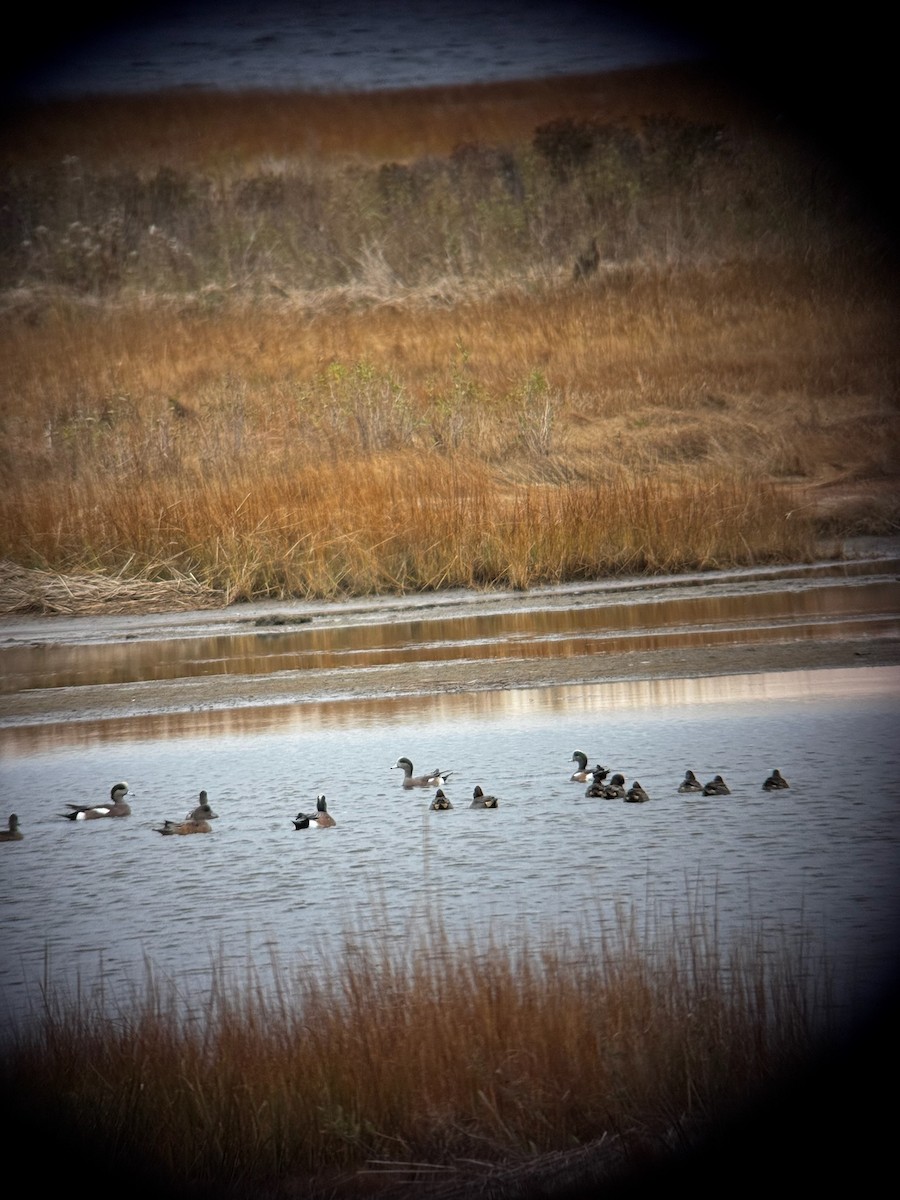 Krickente - ML645748165