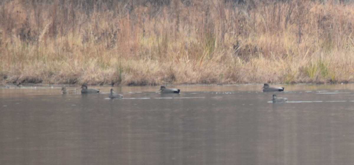 Schnatterente - ML645748166