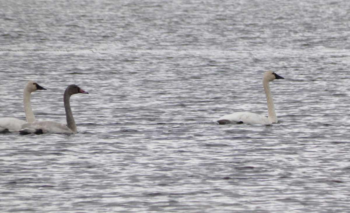 Tundra Swan - ML645748167