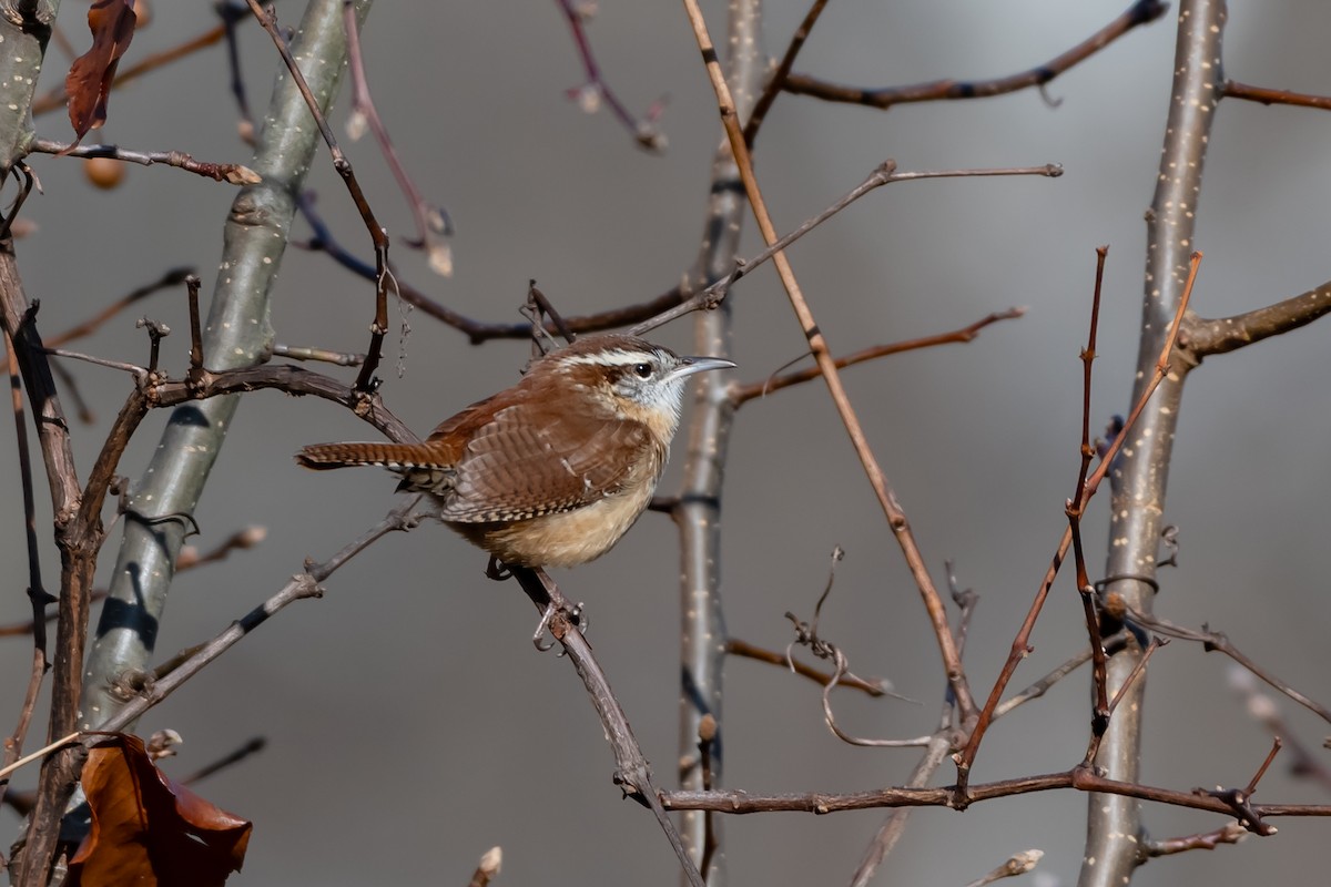 Carolinazaunkönig - ML645748168