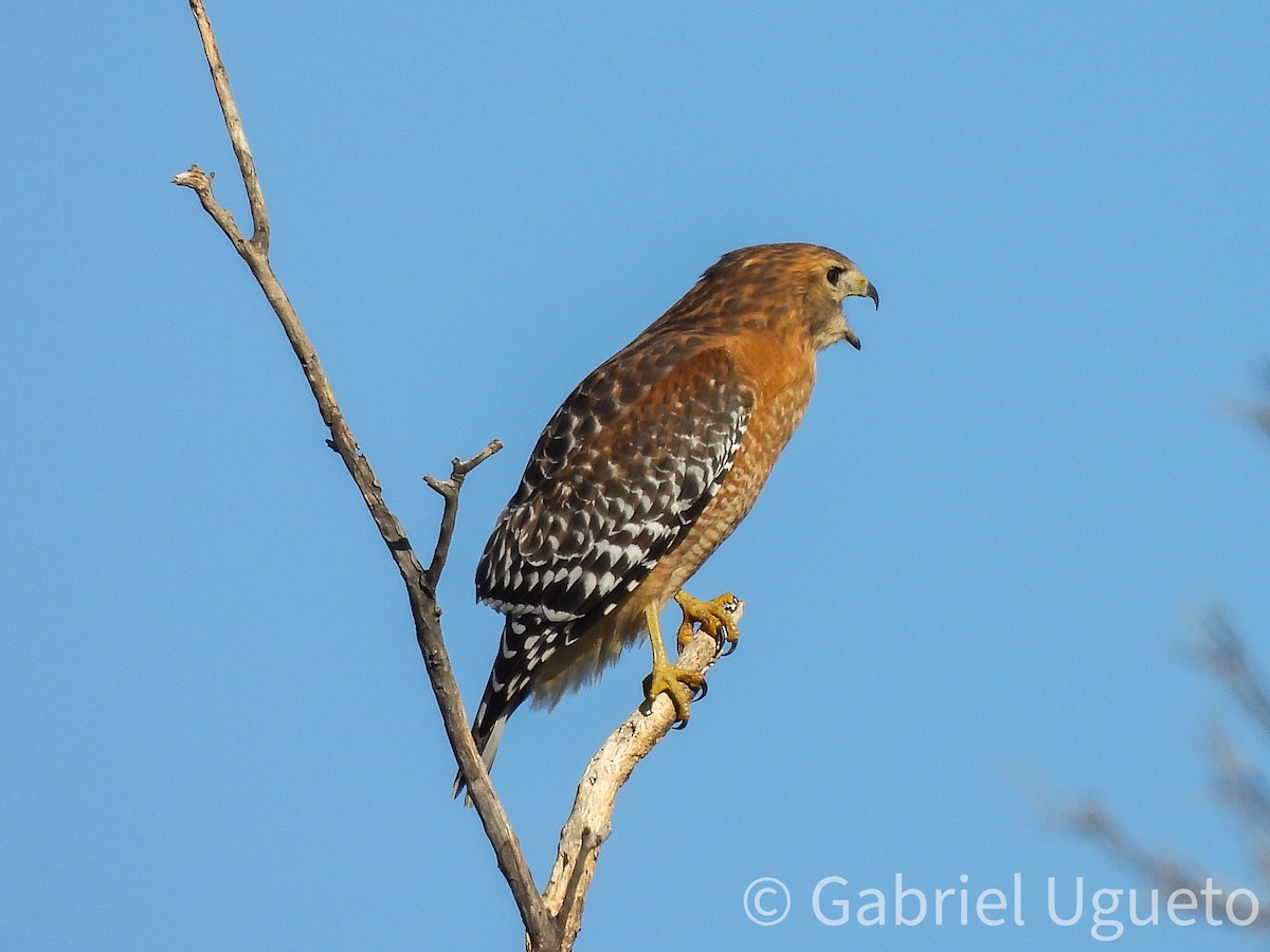 Rotschulterbussard - ML645748169