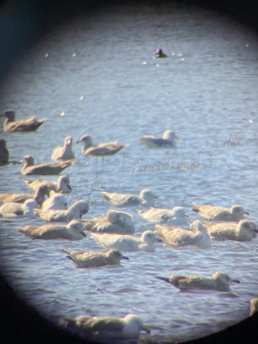 Eismöwe - ML645748170