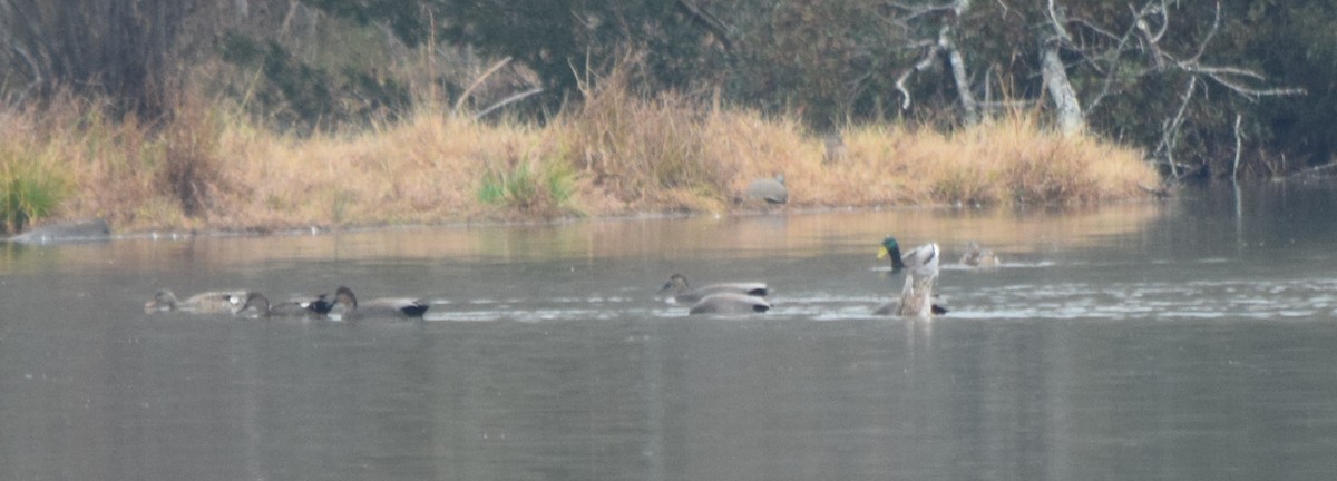 Schnatterente - ML645748171