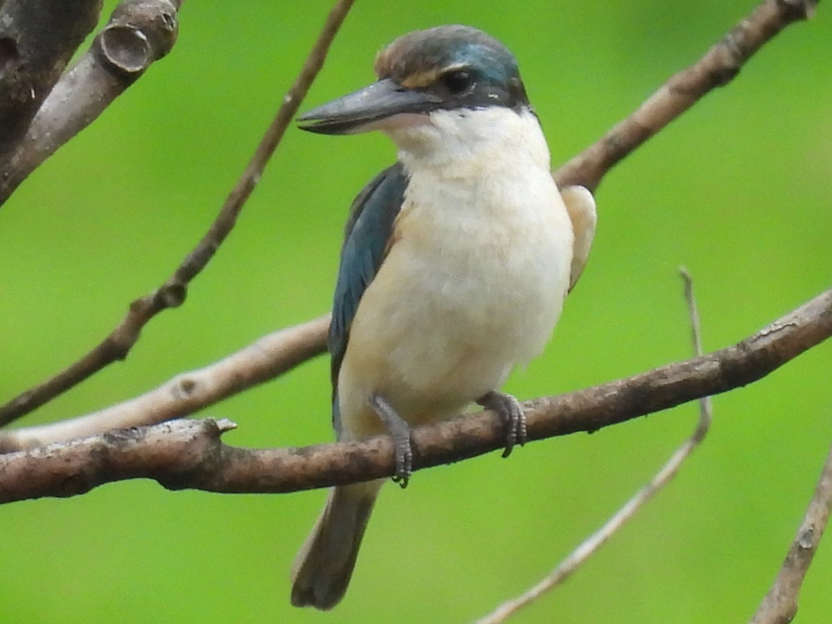 Götzenliest (sanctus) - ML645748172