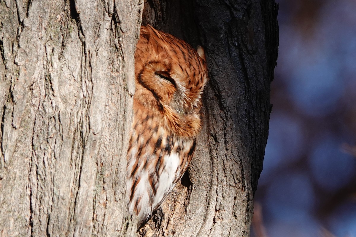 Ostkreischeule - ML645748173