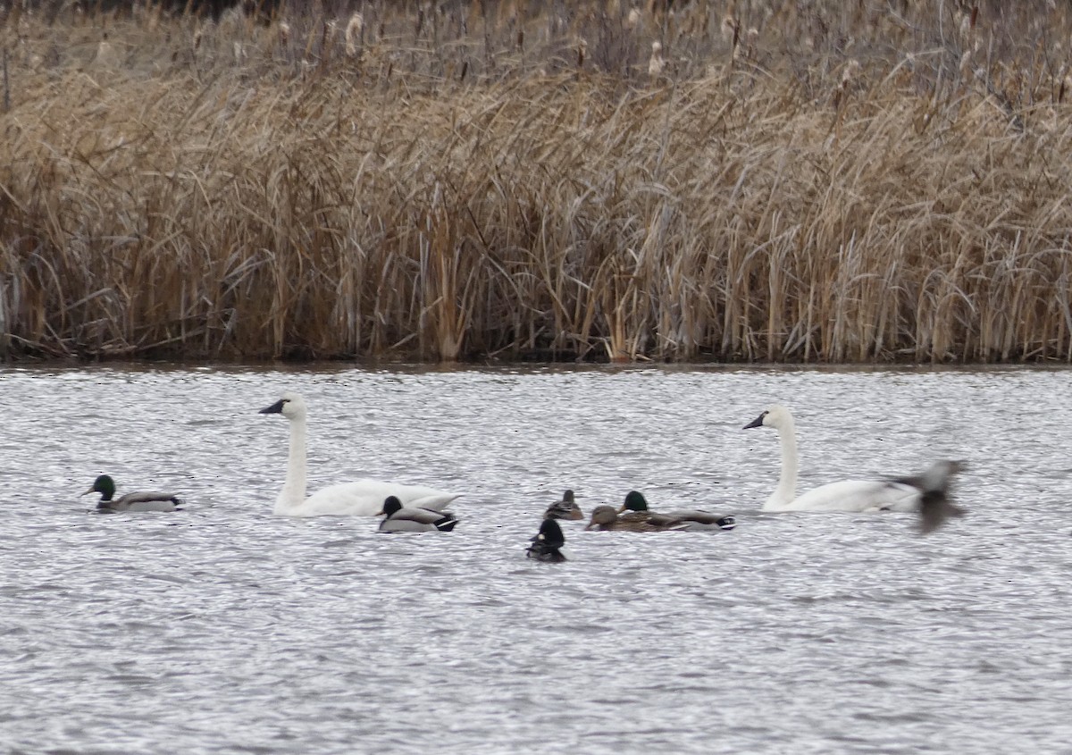 Tundra Swan - ML645748174