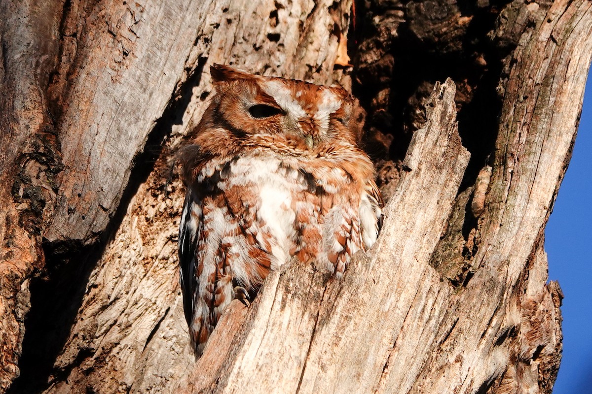 Ostkreischeule - ML645748185