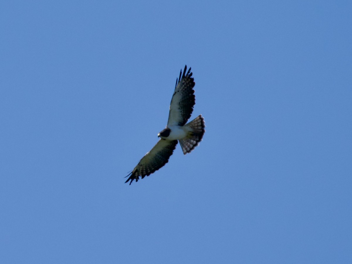 Kurzschwanzbussard - ML645748189