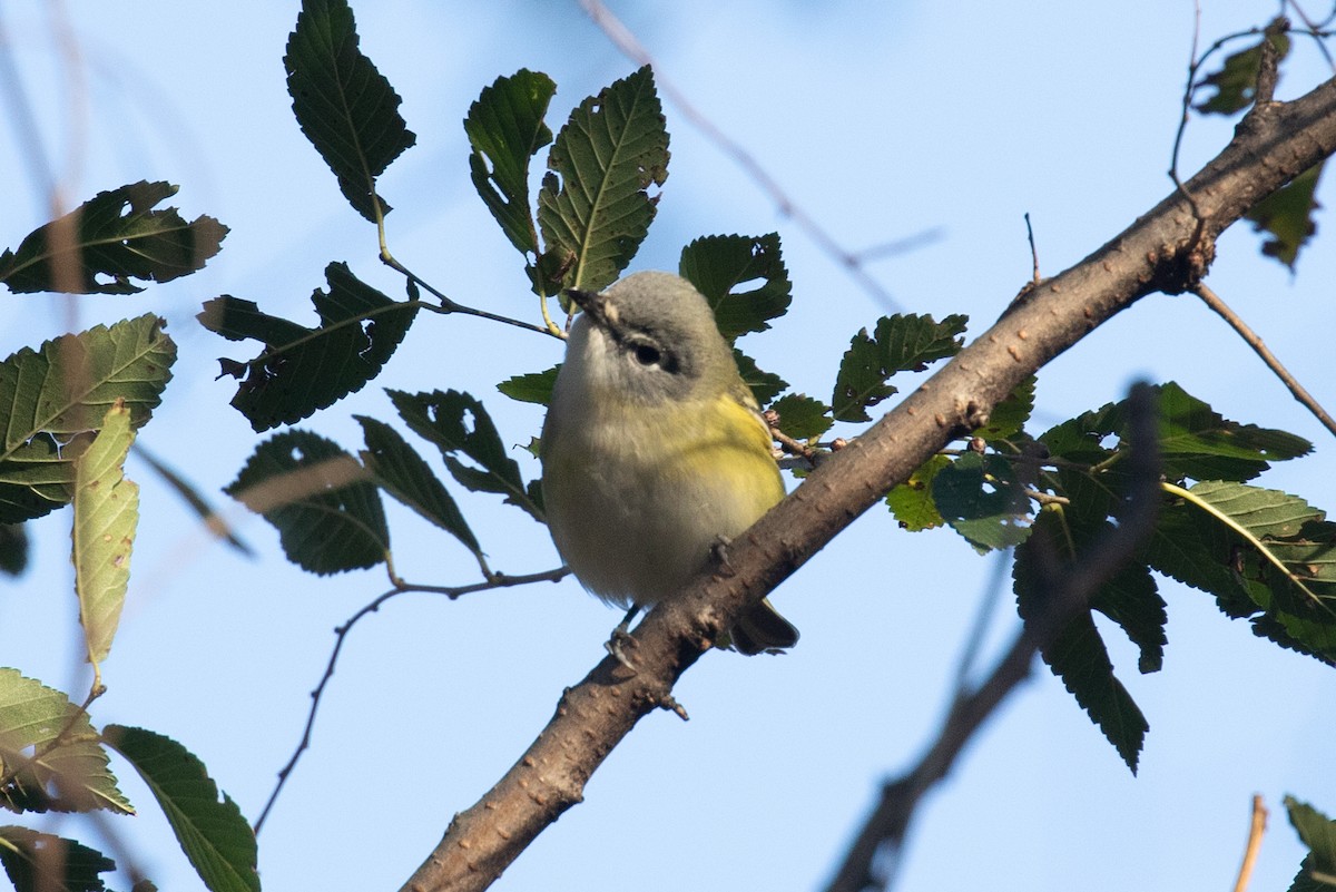 Blue-headed Vireo - ML645748190