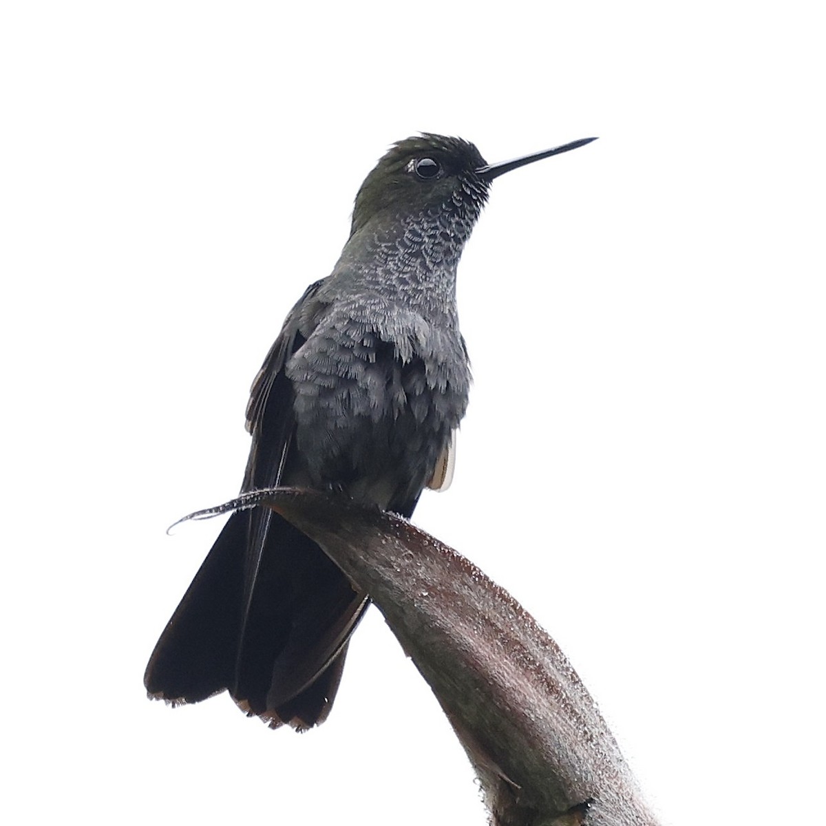 Hoary Puffleg - ML645748191