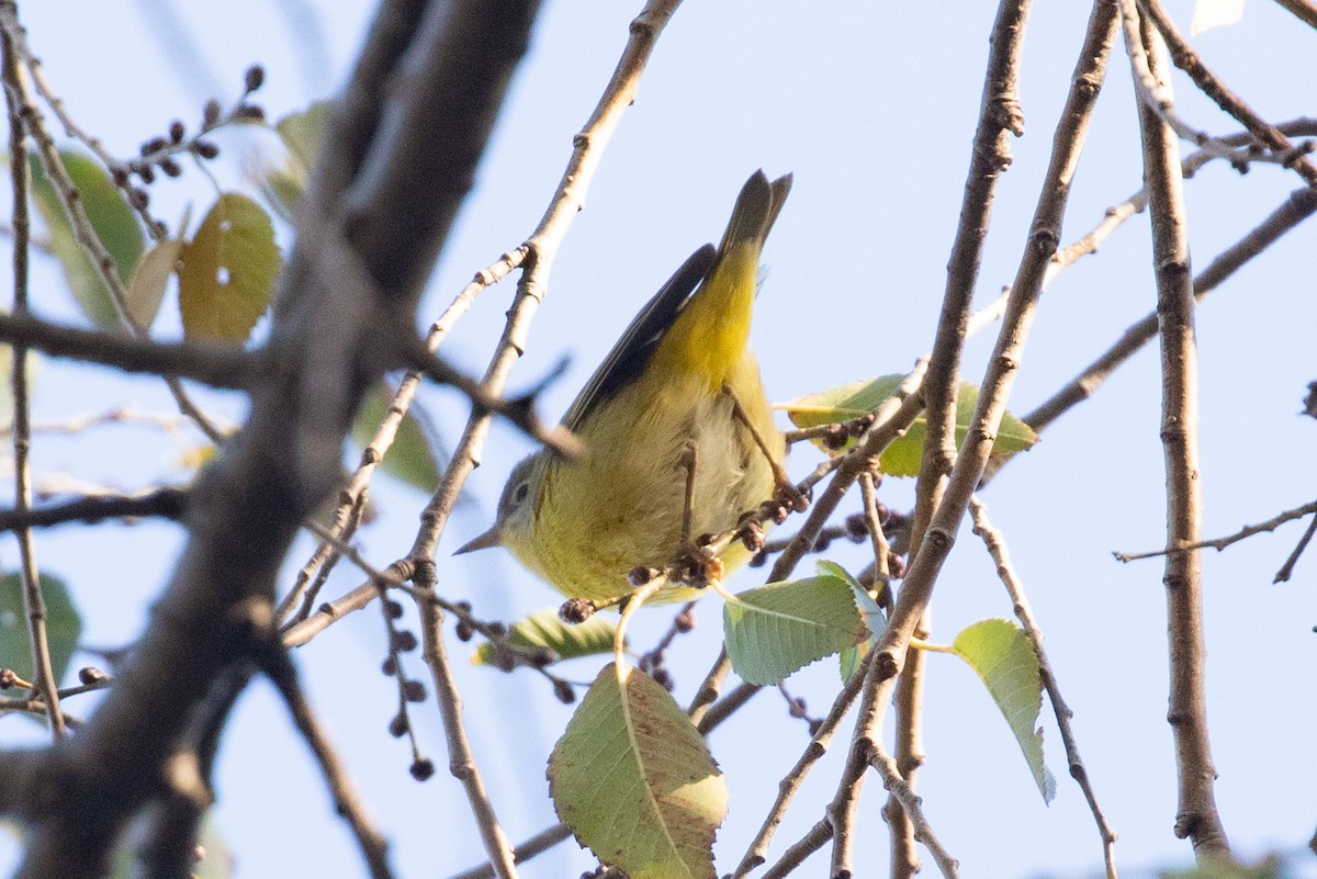 Nashville Warbler - ML645748192