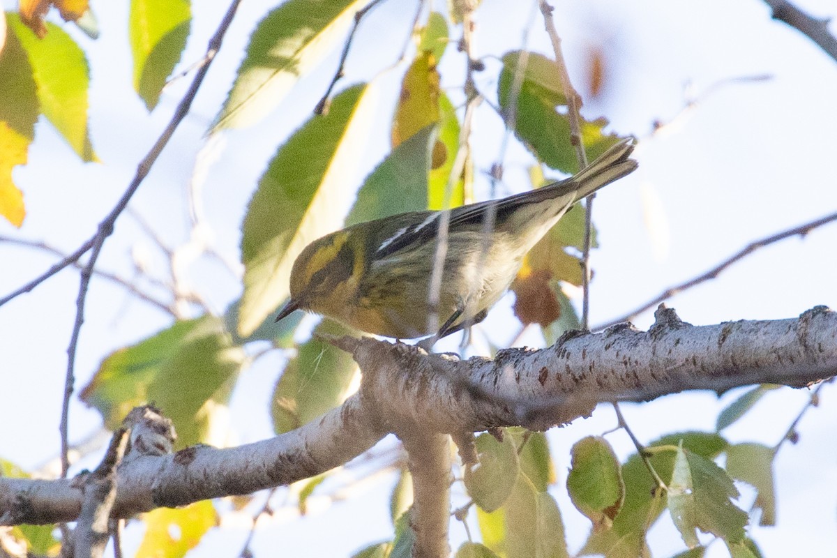 Townsend's Warbler - ML645748196