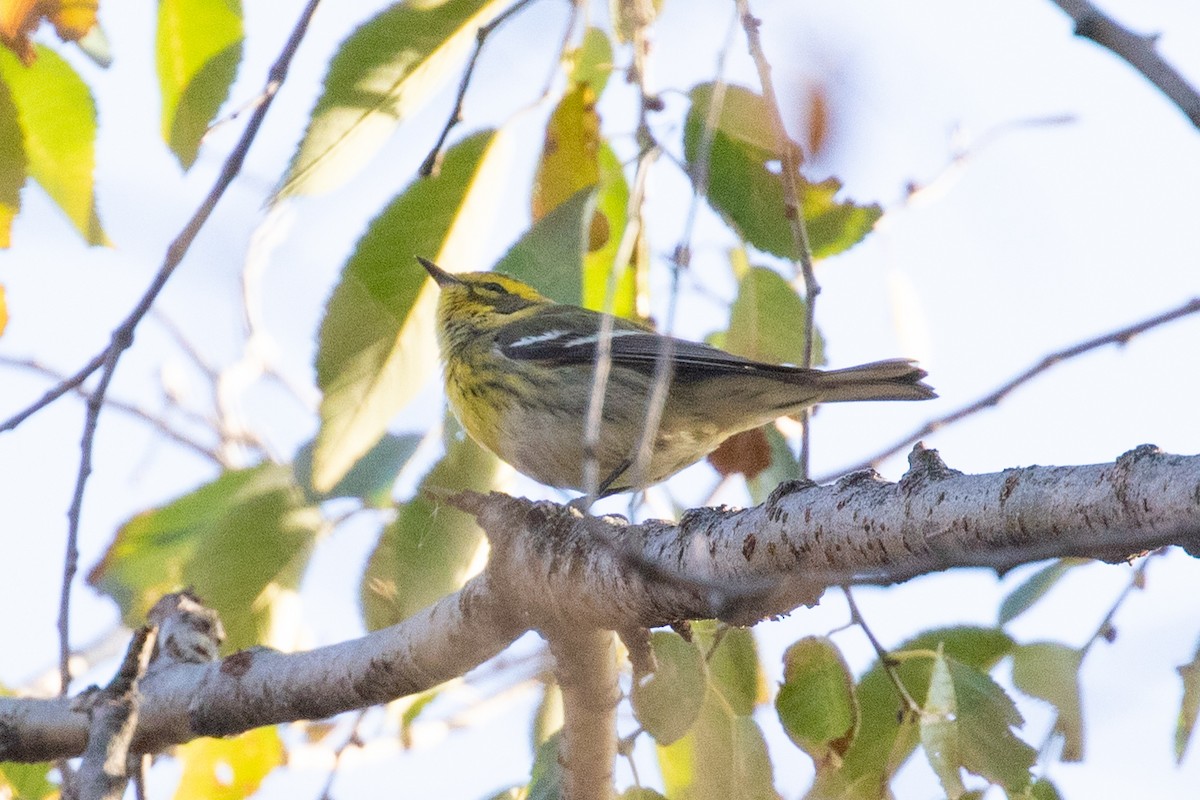 Townsend's Warbler - ML645748197