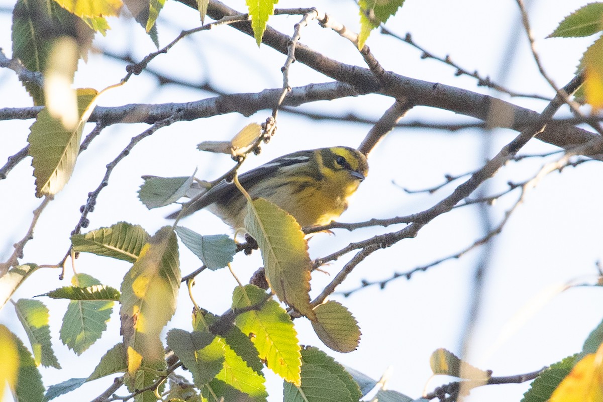 Townsend's Warbler - ML645748198