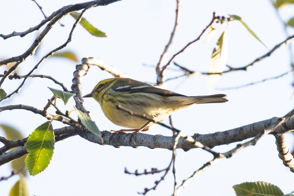 Townsend's Warbler - ML645748199